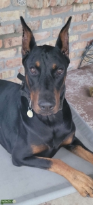 European Doberman Stud Listing Image