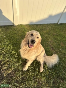 Golden Retriever Stud - Fei Listing Image