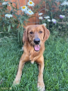 Golden retriever stud- AKC/ OFA/ DNA Listing Image