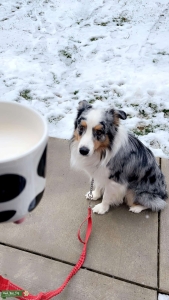 Pure bred champion blue merel australian shepherd Listing Image