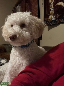 Looking for a lady LAB to love Listing Image
