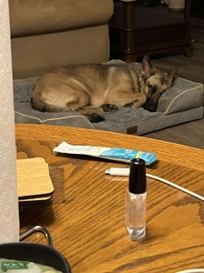 Female German shepherd ready to breed Listing Image