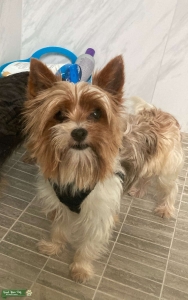 Mini Yorkshire Terrier Babyface STUD available to make puppies Listing Image
