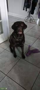 AKC Female Listing Image