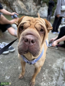 Sandy Brown Shar Pei Listing Image