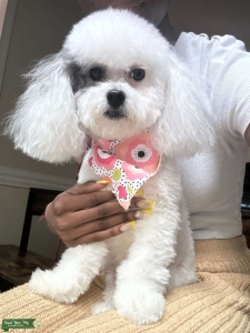 Shipoo poodle shit zu mix with papers Listing Image