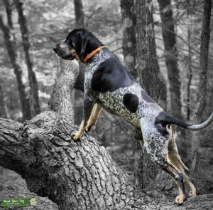 Bluetick coonhound Listing Image