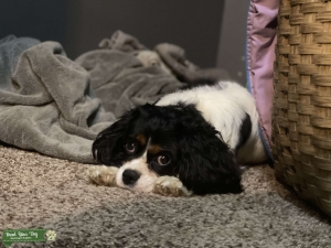 Female Tri-color Cavalier King Charles Spaniel  Listing Image