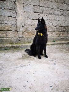 Belgian  Sheepdog Groenendael Stud Listing Image