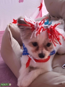 Yorkie Pom Looking to Mate Listing Image