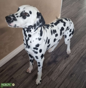 Stunning Male Dalmatian Listing Image