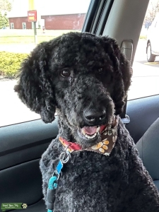Standard Poodle Stud Listing Image