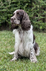 European English Springer Spaniel Listing Image