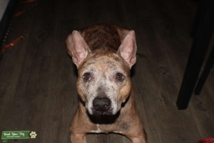 Dingo Pitbull Stud Mix Listing Image