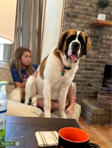 St Bernard  Listing Image