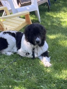 Beautiful Landseer for stud Listing Image