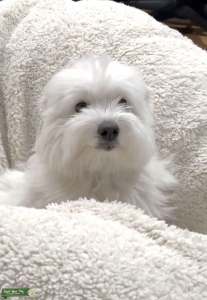 Purebred Coton de Tulear Listing Image