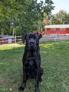 Black Cane Corso - AKC Listing Image