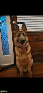 Blue German Shepherd  Listing Image