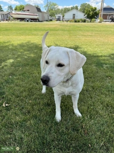 White Labrador Retriever (yellow) Listing Image