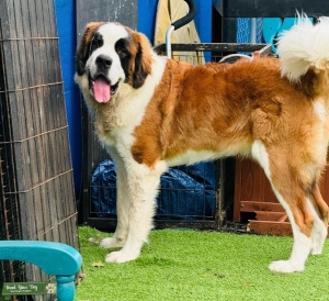 St. Bernard Listing Image