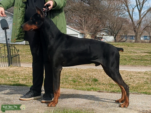 INT CH Birkline's Mage Di Jackson VHMA FIT Listing Image