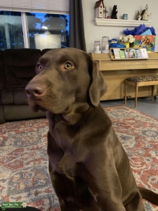 Stud Dog  Listing Image
