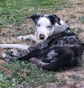 Gorgeous Blue Merle Border Collie Stud - ABCA Registered  Listing Image