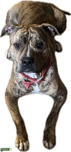 Distinguished gentleman  Listing Image