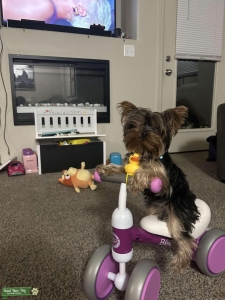 3lb 3year old teacup yorkie  Listing Image