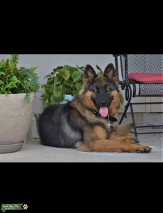 German Shepherd (Long hair) x Husky Listing Image