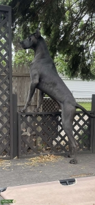 Blue Great Dane Listing Image
