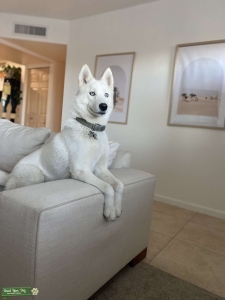 Siberian husky  Listing Image