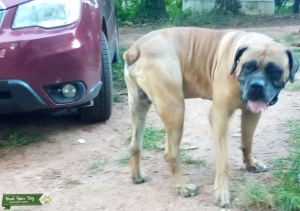 Boerboel for stud  Listing Image