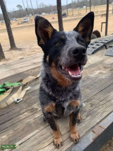 Blue heeler looking for stud Listing Image