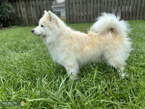 Cream Pomsky female  Listing Image
