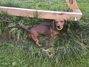 Short Haired Dachshund  Listing Image