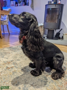 Stunning Chunky Cocker Spaniel Listing Image