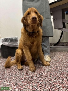 Red/Golden Retriever  Listing Image