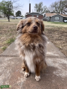 Mini Aussie  Listing Image