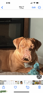 Needing Dogue de Bordeaux stud Listing Image