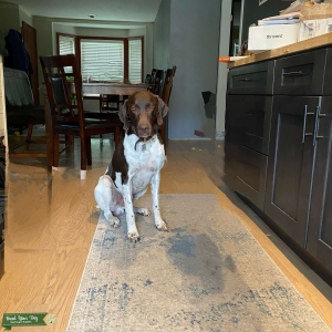Stellar German Shorthaired Pointer Stud Dog Available Listing Image