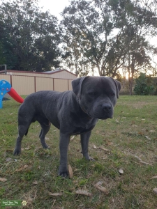 English blue staffy. 23 months. Papers. Ready for stud. South East Queensland Brisbane.  Listing Image