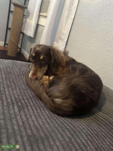 Miniature long haired dachshund stud Listing Image