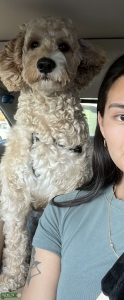 Cockapoodle looking for poodle or cockerspaniel stud Listing Image