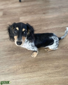 Long Hair Weiner  Listing Image