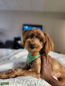 F1B Mini Goldendoodle Listing Image