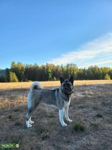 Female Akita Listing Image
