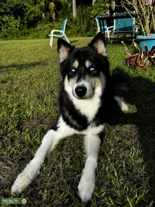 Siberian Husky Stud Listing Image