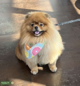 AKC Purebred Orange Toy Pomeranian  Listing Image